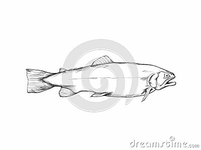 Trout, fish on a neutral white background Stock Photo