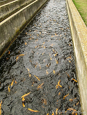 Trout Hatchery Raceway Stock Photo