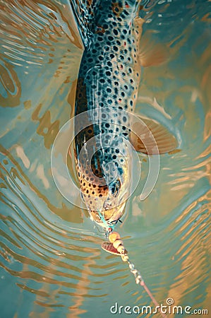 Trout On the hook. Fishing Stock Photo