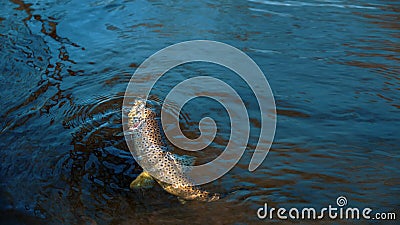 Trout on the hook. Fishing Stock Photo