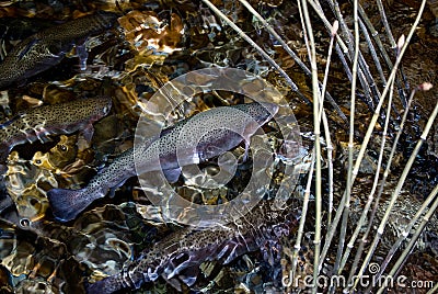 Trout in a pond Stock Photo