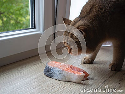 Trout steak and British Shorthair Golden Chinchilla NY25 ticked tabby Stock Photo