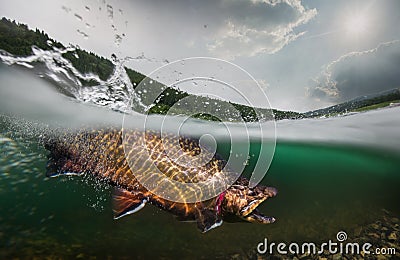 Trout, underwater view. Stock Photo