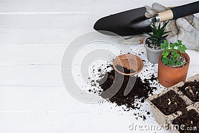 Trowel, hand fork, hoe fork, gardening glove and aloe vera pot plant on wooden background Stock Photo