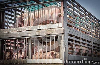 Truck transport pigs Stock Photo