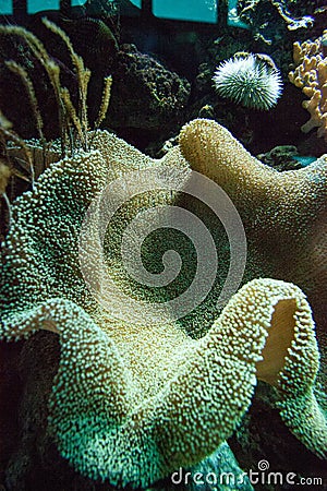 True Carpet Anemone Stichodactyla gigantean Stock Photo