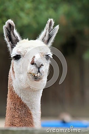 The True Llama Stock Photo