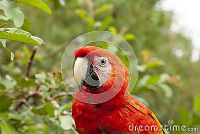 True parrot observes from a branch, Amazon rainforest, Peru Stock Photo