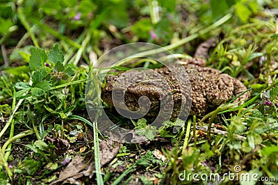 Serbian Spring Serenade: A Close-Up of a True Toad Frog in a Garden Stock Photo