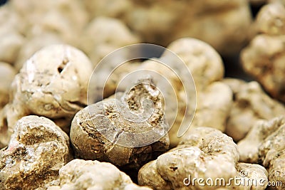 Truffles Stock Photo