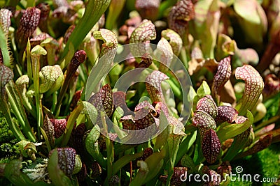 Trumpet Pitcher Plants - Carnivorous Pitcher Plants - Nepenthes Stock Photo