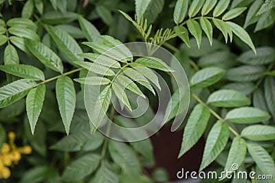 Trumpet vine Campsis radicans, close-up of leaves Stock Photo