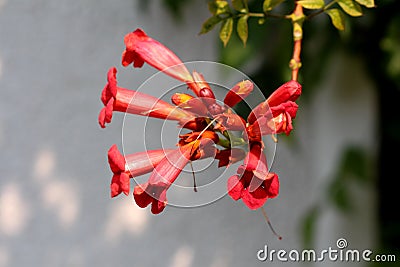 Trumpet vine or Campsis radicans flowering plant with multiple open flowers emerging from terminal cymes orange to red in color Stock Photo