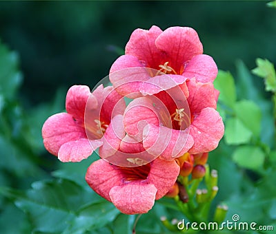 Trumpet Vine creeper plants Stock Photo