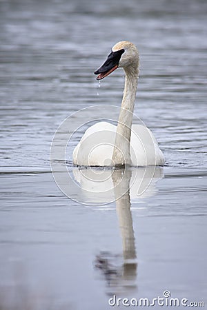 Trumpeter Swan Stock Photo