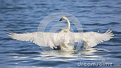 Trumpeter Swan Completely Wingspread Stock Photo
