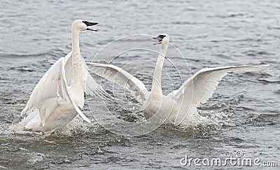 Trumpeter Swan (Cygnus buccinator) Conflict Stock Photo