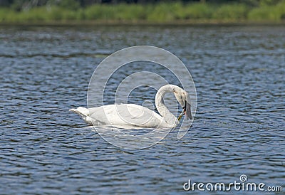 Trumpeter Swan Feeding on Lake Vegetation Stock Photo