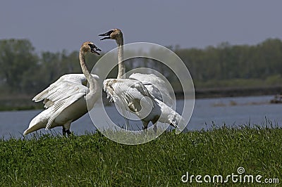 Trumpeter Swan Stock Photo