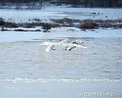 Trumpeter Swans landing Stock Photo