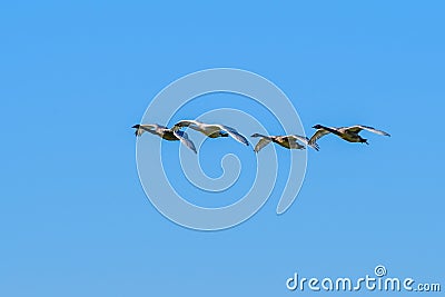 Trumpeter Swans over Skagit Valley, Washington State Stock Photo