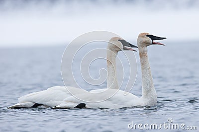 Trumpeter swans sounding off Stock Photo