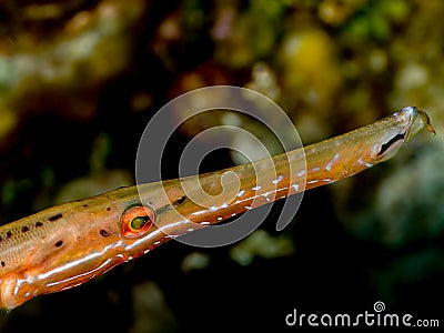 Trumpetfish Closeup Stock Photo