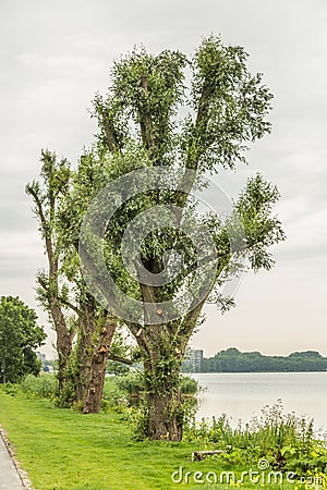 Truncated old willow trees at banks of lake Stock Photo