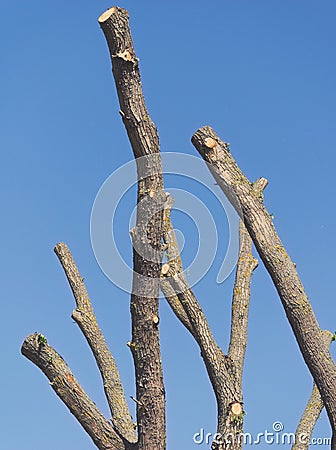 Truncated Tree Branches Stock Photo