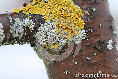 The trunk of an Apple tree with beautiful lichen Stock Photo