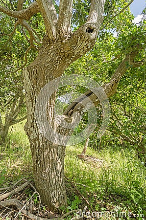 Trunk Of Avocado Tree Stock Photo