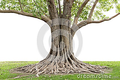 Trunk and big tree roots spreading out beautiful in the tropics. The concept of care and environmental protection Stock Photo