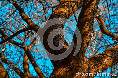 Trunk of blooming apple tree with white flowers. Spring blossom. Blue sky background. Embossed orange brown bark in warm light Stock Photo