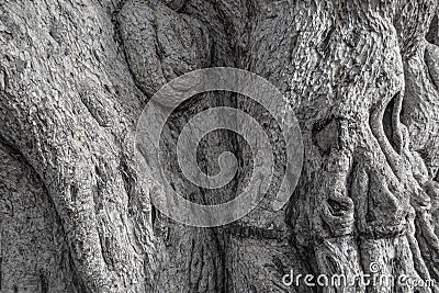 Trunk closeup clumsy old wood. Naturally gray background Stock Photo