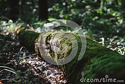 A trunk fallen in the forest Stock Photo