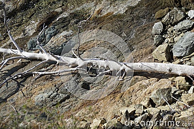 The trunk of a fallen pine. Cliff and rocky seashore. Whitewashed by salt waves. Thrown out by the waves of the surf. Stock Photo