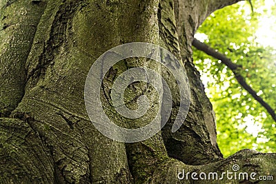 Trunk with heart Stock Photo