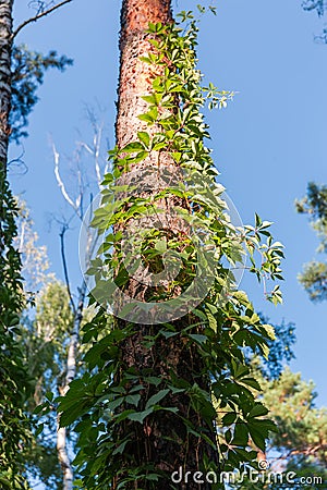 Trunk of high pine entwined with ivy, bottom-up view Stock Photo