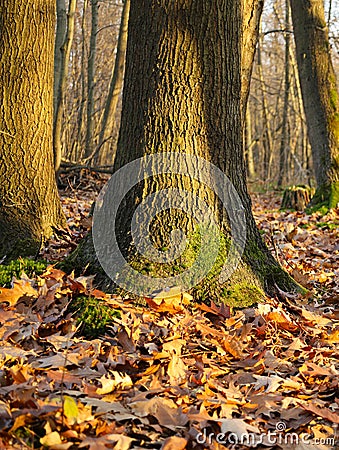 The trunk of a large handsome tree Stock Photo