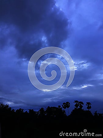 trunk large tree rough surface texture background nature plant bush bamboo grass with white cloud blue sky Stock Photo