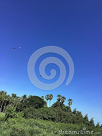 trunk large tree rough surface texture background nature plant bush bamboo grass with white cloud blue sky Stock Photo