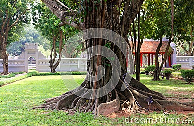 Trunk with lianas Stock Photo