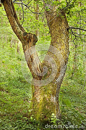 Trunk of an oak tree in green woods. Ancient acorn tree growing in a forest wilderness. One old tree with mossy bark and Stock Photo