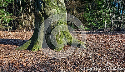 Trunk of an old beech tree in a forest Stock Photo