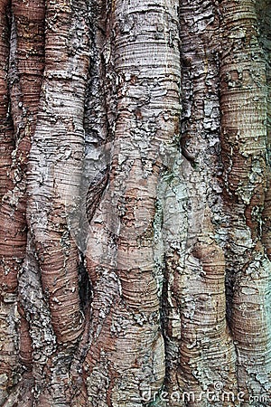 Trunk of an old Bodhi Tree Stock Photo