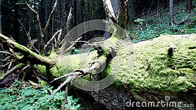 trunk of an old decayed fallen tree covered with thick green moss in a wild forest in mountains Stock Photo