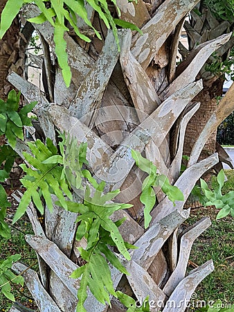 trunk of a palm tree. Stock Photo