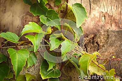 Trunk of a palm tree with ivy shoots Stock Photo