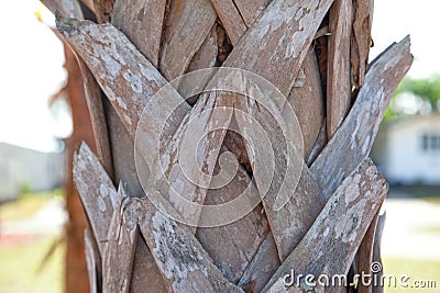 Trunk of a palm tree Stock Photo
