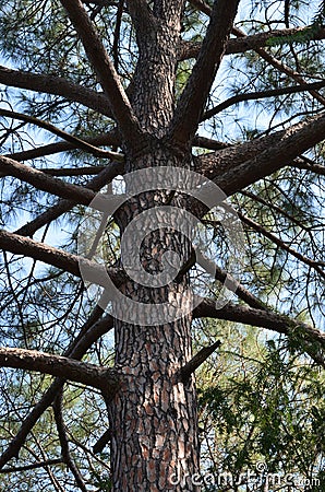 Trunk of pine tree with branches. Large very old tree in a formal garden. Stock Photo